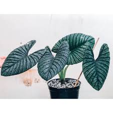 Attēlu rezultāti vaicājumam “Arcyria imperialis”