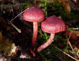 Attēlu rezultāti vaicājumam “Cortinarius sanguineus”