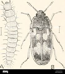 Attēlu rezultāti vaicājumam “Erotylidae”