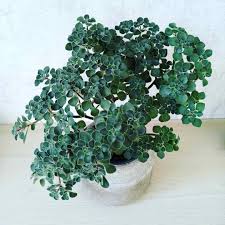 Image result for Aichryson