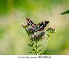 Attēlu rezultāti vaicājumam “Limenitis populi upperside”