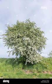 Attēlu rezultāti vaicājumam “Crataegus submollis flower”