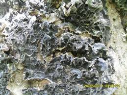 Attēlu rezultāti vaicājumam “Auricularia mesenterica”