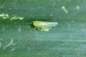 Attēlu rezultāti vaicājumam “Cicadellidae”