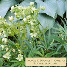 Image result for Helleborus foetidus