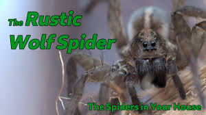 Image result for spider