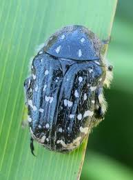 Attēlu rezultāti vaicājumam “Oxythyrea funesta”