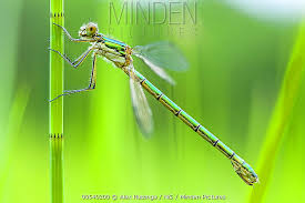 Attēlu rezultāti vaicājumam “Lestes dryas female”