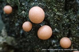 Attēlu rezultāti vaicājumam “Tubiferaceae”