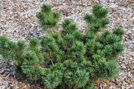 Attēlu rezultāti vaicājumam “Pinus pumila”