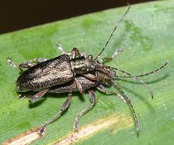 Attēlu rezultāti vaicājumam “Donacia”