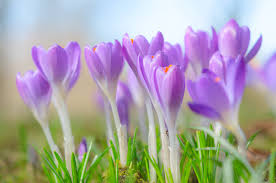 Attēlu rezultāti vaicājumam “Crocus”