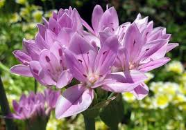 Attēlu rezultāti vaicājumam “Allium holandicum leaf”