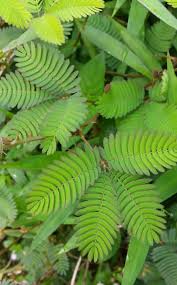 Image result for pohon semalu images