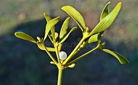 Attēlu rezultāti vaicājumam “Viscum album”