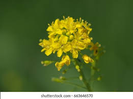 Attēlu rezultāti vaicājumam “Isatis tinctoria”