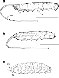 Attēlu rezultāti vaicājumam “Helophilus sp.”