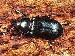 Attēlu rezultāti vaicājumam “Platycerus caraboides”