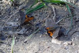 Attēlu rezultāti vaicājumam “Boudinotiana notha”