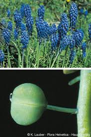 Attēlu rezultāti vaicājumam “Muscari neglectum”