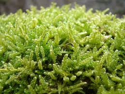 Attēlu rezultāti vaicājumam “Hypnum cupressiforme sporophyte”