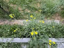 Attēlu rezultāti vaicājumam “Diplotaxis tenuifolia fruit”