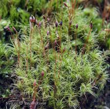 Attēlu rezultāti vaicājumam “Dicranella staphylina”