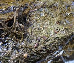 Attēlu rezultāti vaicājumam “Lemanea fluviatilis”