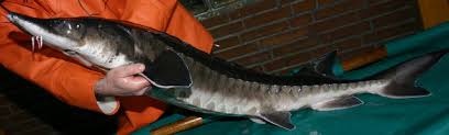 Image result for Acipenser oxyrinchus oxyrinchus