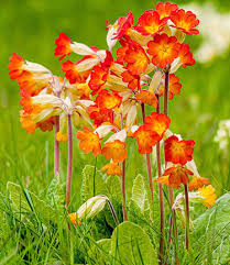 Attēlu rezultāti vaicājumam “Primula x polyantha flower”