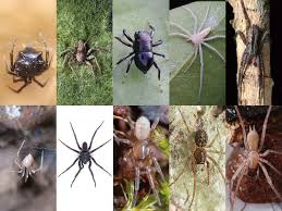 Attēlu rezultāti vaicājumam “Arachnida”