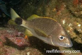 Image result for Haemulon album