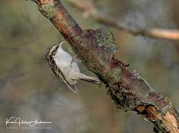 Attēlu rezultāti vaicājumam “Certhia familiaris adult”