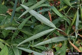 Attēlu rezultāti vaicājumam “Lathyrus sylvestris leaf”