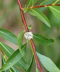 Attēlu rezultāti vaicājumam “Salix daphnoides”