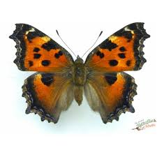 Attēlu rezultāti vaicājumam “Euphydryas maturna underside”