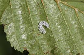 Attēlu rezultāti vaicājumam “Eriocampa ovata larva”