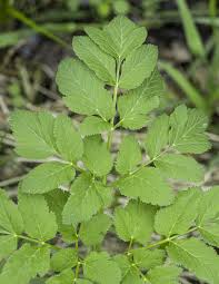 Attēlu rezultāti vaicājumam “Aegopodium podagraria leaf”