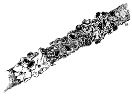 Attēlu rezultāti vaicājumam “Melanohalea olivacea”