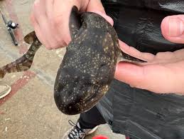 Image result for Haploblepharus pictus