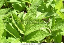 Attēlu rezultāti vaicājumam “Chaerophyllum aromaticum”