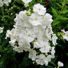 Image result for Phlox (großblumig)