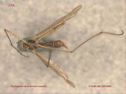 Attēlu rezultāti vaicājumam “Ptychoptera sp.”