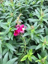 Attēlu rezultāti vaicājumam “Antirrhinum majus leaf”