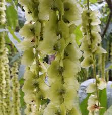 Attēlu rezultāti vaicājumam “Pterocarya fraxinifolia female flower”