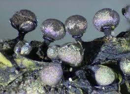 Attēlu rezultāti vaicājumam “Badhamiopsis sp.”