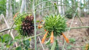 Attēlu rezultāti vaicājumam “Libanotis montana leaf”