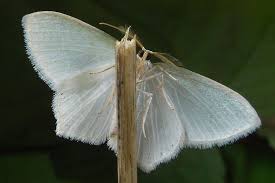 Attēlu rezultāti vaicājumam “Jodis putata”