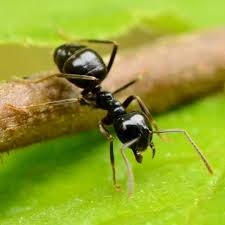 Attēlu rezultāti vaicājumam “Lasius fuliginosus”