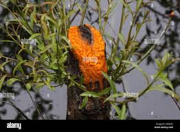 Attēlu rezultāti vaicājumam “Lignydium muscorum young”